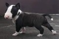 preciosos-cachorros-de-bull-terrier-small-0
