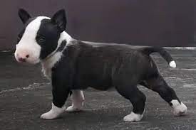 Preciosos cachorros de Bull Terrier