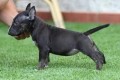 preciosos-cachorros-de-bull-terrier-small-0