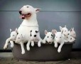 preciosos-cachorros-de-bull-terrier-small-0