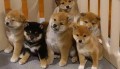 machos-y-hembras-disponibles-shiba-inu-small-0