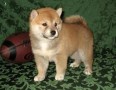 machos-y-hembras-disponibles-shiba-inu-small-0