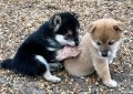 machos-y-hembras-disponibles-shiba-inu-small-0