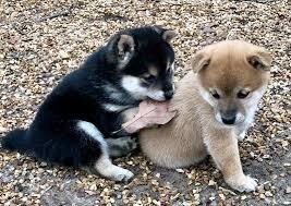 machos-y-hembras-disponibles-shiba-inu-big-0