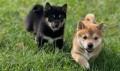 machos-y-hembras-disponibles-shiba-inu-small-0