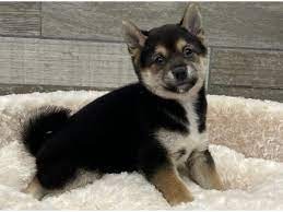 Machos y hembras disponibles Shiba Inu