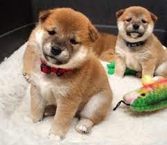 machos-y-hembras-disponibles-shiba-inu-big-0