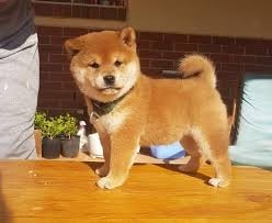 machos-y-hembras-disponibles-shiba-inu-big-0