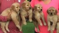 regalo-cachorros-golden-retriever-small-0