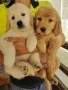 regalo-cachorros-golden-retriever-small-0