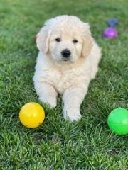 REGALO CACHORROS GOLDEN RETRIEVER