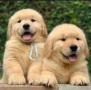 regalo-cachorros-golden-retriever-small-0