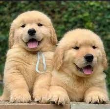 regalo-cachorros-golden-retriever-big-0