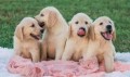 regalo-cachorros-golden-retriever-small-0