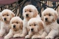 regalo-cachorros-golden-retriever-small-0