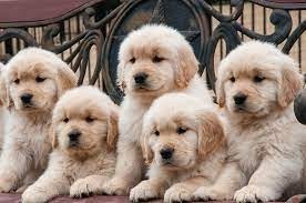 regalo-cachorros-golden-retriever-big-0