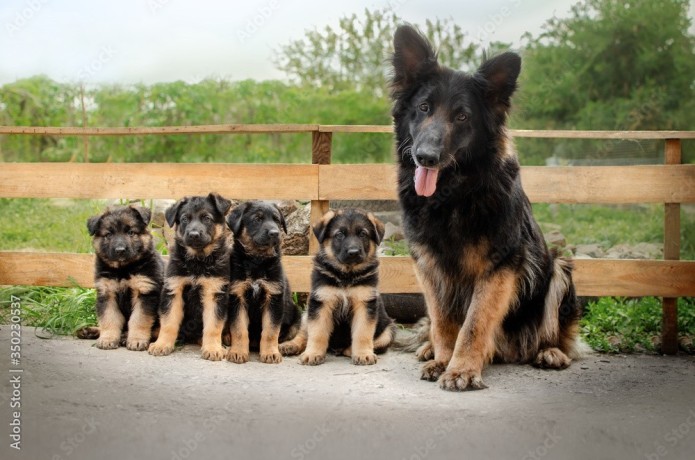 cachorros-de-pastor-aleman-macho-y-hembra-big-0