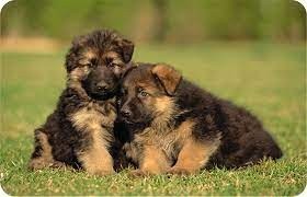 Cachorros de pastor alemán macho y hembra