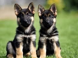 Cachorros de pastor alemán macho y hembra