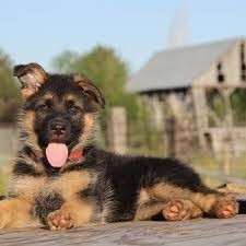 Cachorros de pastor alemán macho y hembra