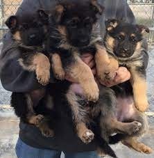 Cachorros de pastor alemán macho y hembra