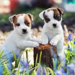 Reaglo Cachorros de la raza jack rusell