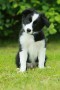 regalo-excelente-cachorros-border-collie-small-0