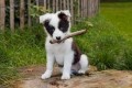 regalo-excelente-cachorros-border-collie-small-0