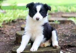 regalo-excelente-cachorros-border-collie-big-0