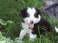 regalo-excelente-cachorros-border-collie-small-0