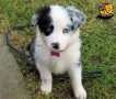 regalo-excelente-cachorros-border-collie-small-0