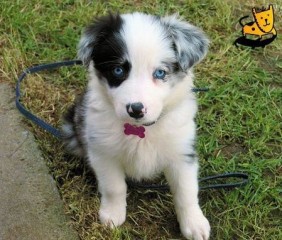 Regalo Excelente cachorros Border Collie