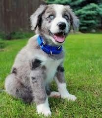 regalo-excelente-cachorros-border-collie-big-0