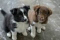 regalo-excelente-cachorros-border-collie-small-0