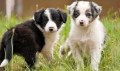 regalo-excelente-cachorros-border-collie-small-0