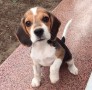 cachorros-beagle-bicolores-y-tricolores-small-0