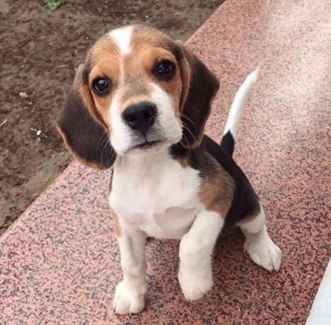 cachorros-beagle-bicolores-y-tricolores-big-0