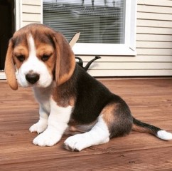 CACHORROS BEAGLE BICOLORES Y TRICOLORES