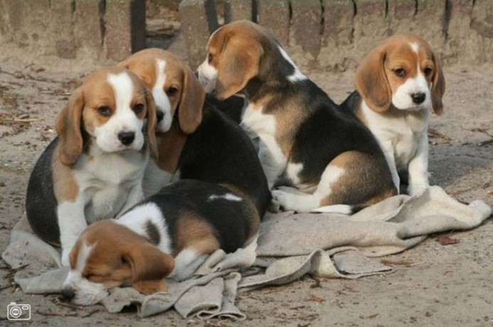 cachorros-beagle-bicolores-y-tricolores-big-0