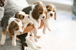 CACHORROS BEAGLE BICOLORES Y TRICOLORES