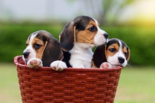 CACHORROS BEAGLE BICOLORES Y TRICOLORES