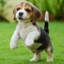 cachorros-beagle-bicolores-y-tricolores-small-0