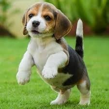 cachorros-beagle-bicolores-y-tricolores-big-0