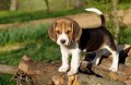 cachorros-beagle-bicolores-y-tricolores-small-0