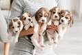 cachorros-beagle-bicolores-y-tricolores-small-0