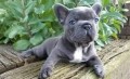 cachorros-de-bulldog-frances-disponibles-small-0