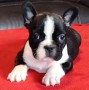 cachorros-de-bulldog-frances-disponibles-small-0