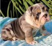 regalo-cachorros-de-bulldog-ingles-macho-y-hembra-listo-para-adopcion-small-0