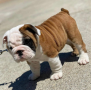 regalo-cachorros-de-bulldog-ingles-macho-y-hembra-listo-para-adopcion-small-0