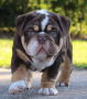 regalo-cachorros-de-bulldog-ingles-macho-y-hembra-listo-para-adopcion-small-0